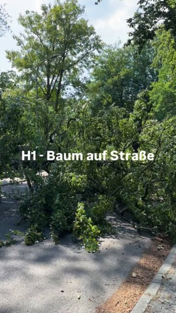 H1 - Baum auf Straße 🌲 bei knackigen 36 Grad 🔥
#feuerwehr #dreieich #buchschlag