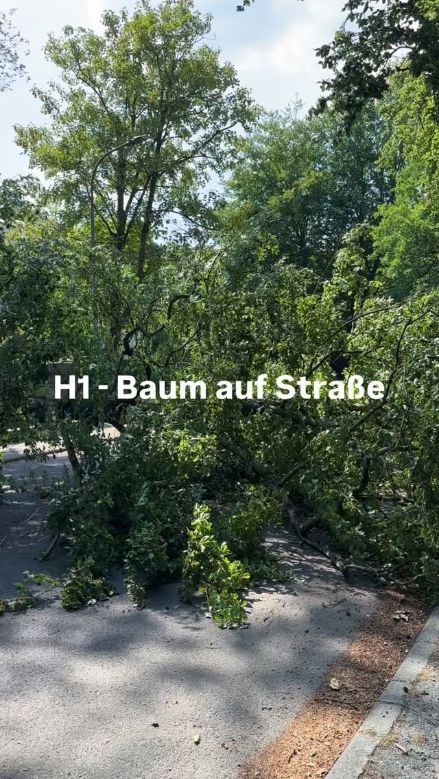 H1 - Baum auf Straße 🌲 bei knackigen 36 Grad 🔥
#feuerwehr #dreieich #buchschlag